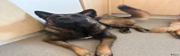 Mixed Breed dogs for sale: 1 year old German Shepherd x Japanese Alita - Advert 4