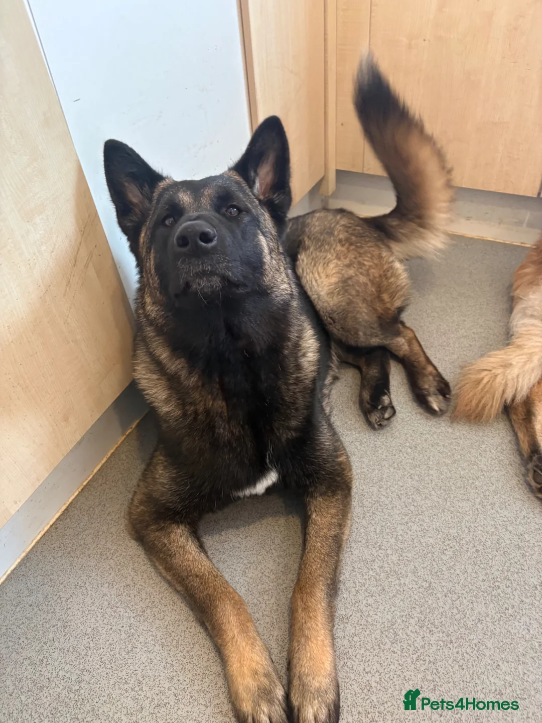 Mixed Breed dogs for sale: 1 year old German Shepherd x Japanese Alita - Advert 4