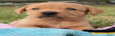 Labrador Retriever 2