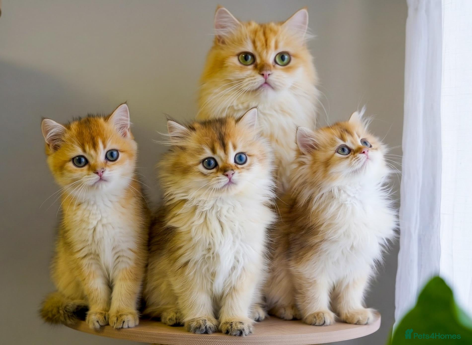 British Longhair cats TICA Exceptional Pedigree Golden British Kittens - Advert 2