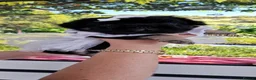 French Bulldog dogs for sale: Kc reg fluffy frenchies - Advert 11