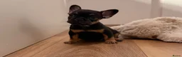 French Bulldog dogs for sale: 🐾 6 Beautiful KC Registered French Bulldog Puppys - Advert 12