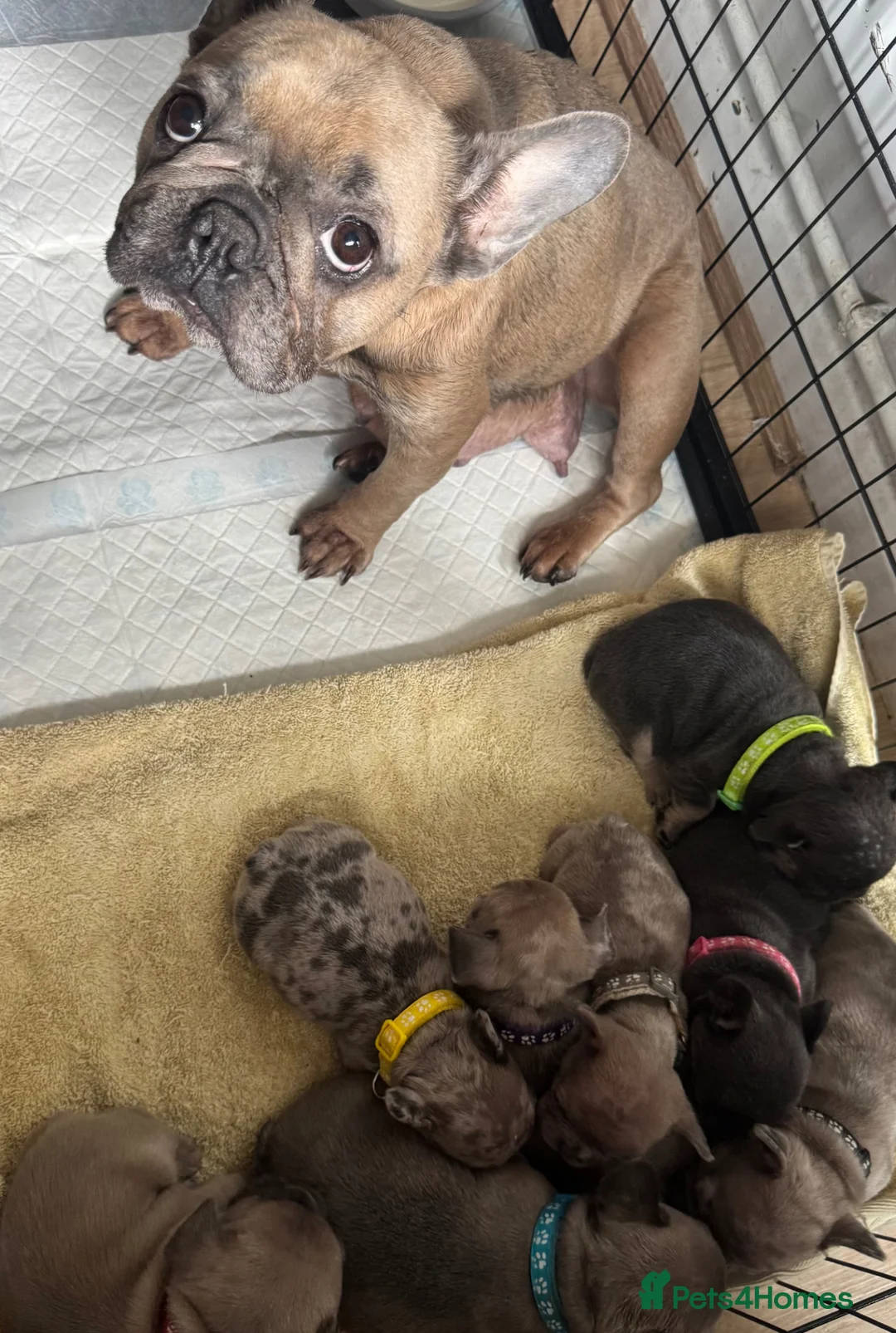 French Bulldog dogs for sale: Beautiful French Bulldog Pups - Advert 11