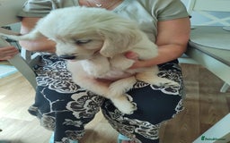 Golden Retriever dogs for sale: Golden retriever  - Image 5