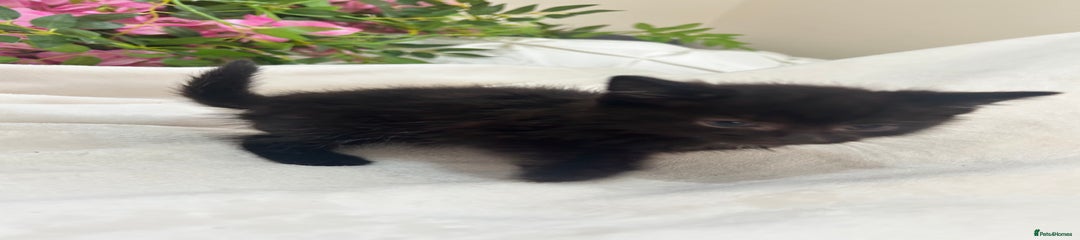 Mixed Breed Kitten 2