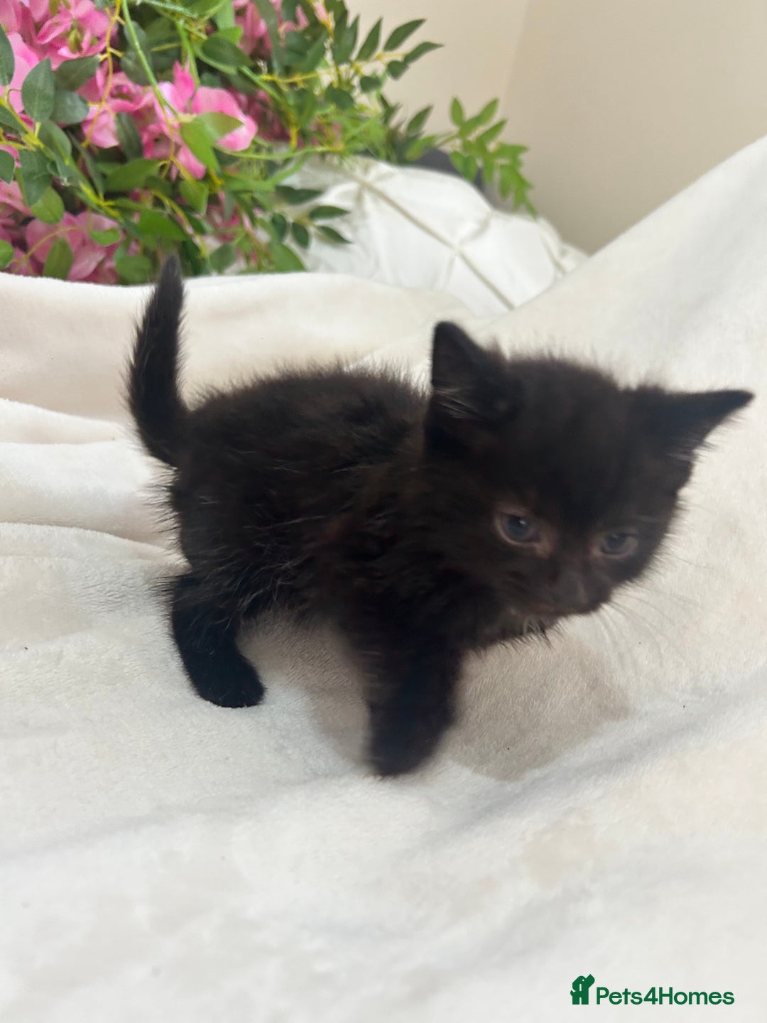 Mixed Breed cats for sale: Beautiful kittens ready to leave now ❤️ - Image 4
