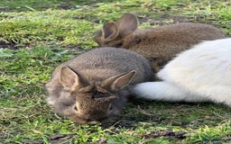 Angora rabbits for sale: Dutch and angora babies  - Image 7