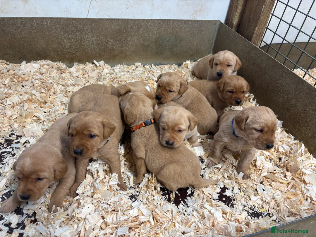 Labrador Retriever dogs for sale: KC Dark yellow Labrador pups  - Advert 4