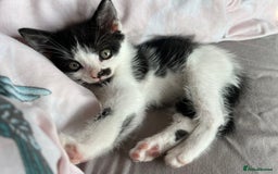 Mixed Breed cats for sale: 1 male 1 female kittens - Image 1