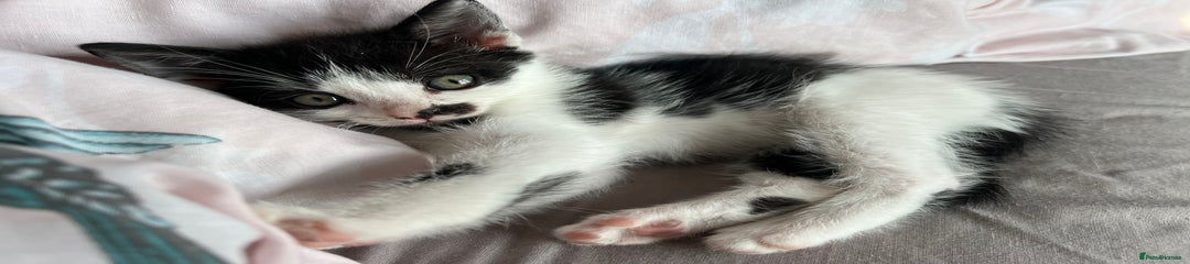 Mixed Breed Kitten 1