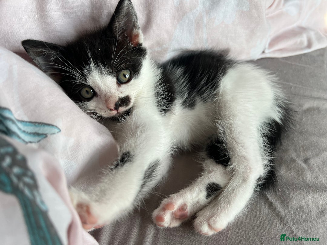 Mixed Breed cats for sale: 1 male 1 female kittens - Image 1