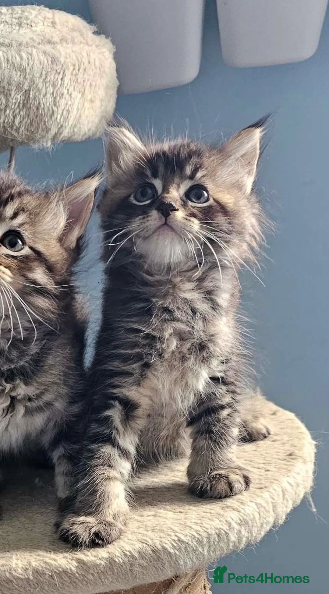 Ragcoon cats for sale: Ragcoon - Advert 2