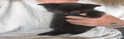 Mixed Breed cats for sale: Kittens for sale £20 - Advert 4
