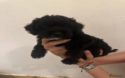 Yorkiepoo dogs for sale: 5 Beautiful F1 Yorkiepoo’s - Image 22
