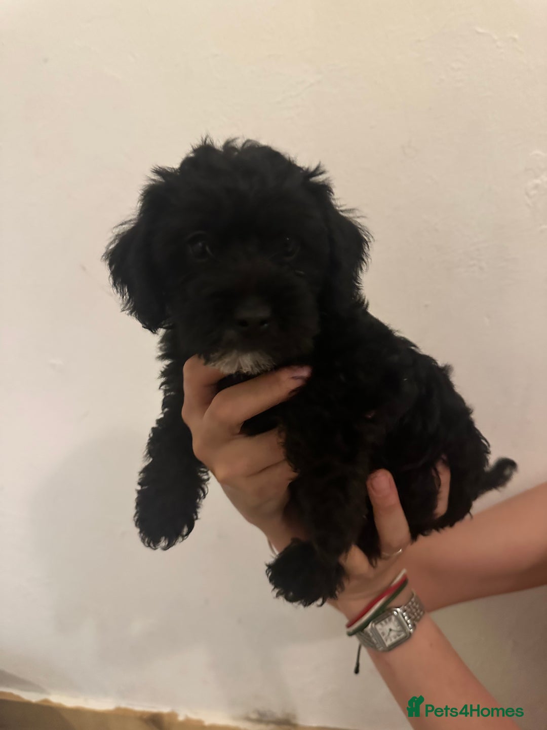 Yorkiepoo dogs for sale: 5 Beautiful F1 Yorkiepoo’s - Image 22