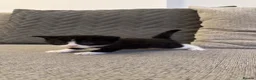 British Shorthair cats for sale: 2 Black&white kittens. British-short hair mother - Advert 4