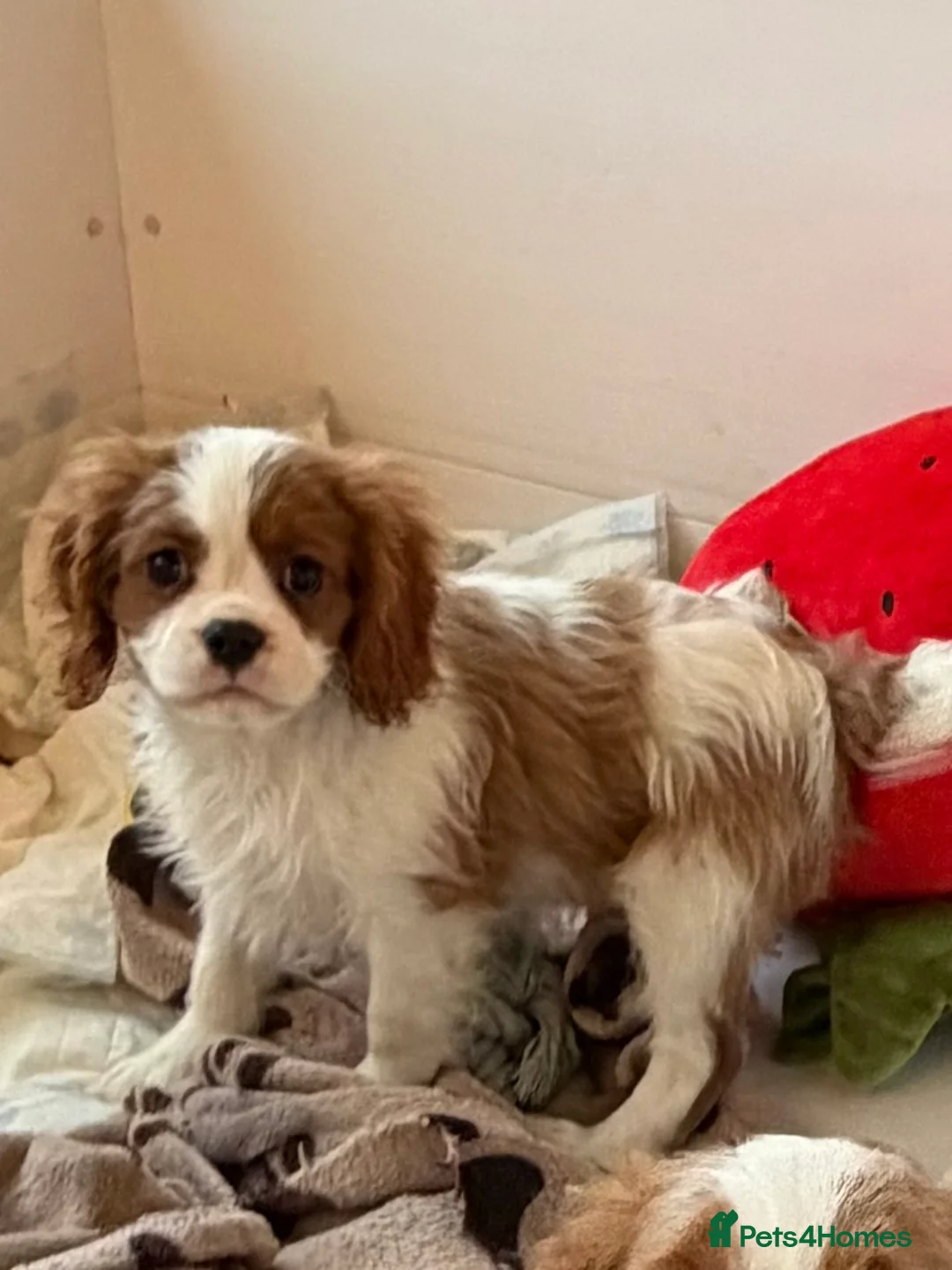 Cavalier King Charles Spaniel dogs for sale: Kc registered cavalier king charles puppies - Advert 28