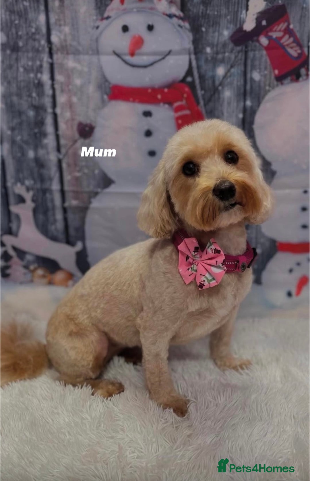 Maltipoo dogs for sale: 2 GORGEOUS FEMALE MALTIPOO PUPPIES - Advert 9