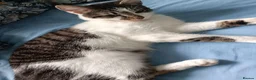 Mixed Breed cats for sale: Meet Socks  - Advert 5