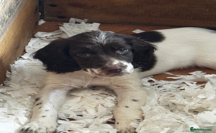 English Springer Spaniel dogs - Advert 2