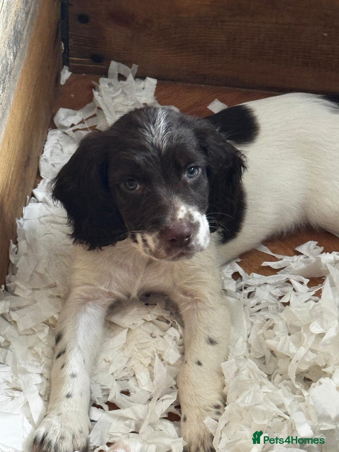 English Springer Spaniel dogs for sale: English Springer Spaniel dogs - Image 2