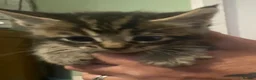 Maine Coon cats for sale: Maine coon kittens for sale  - Advert 4