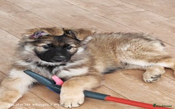 German Shepherd dogs for sale: German Shepherd puppy - Image 1