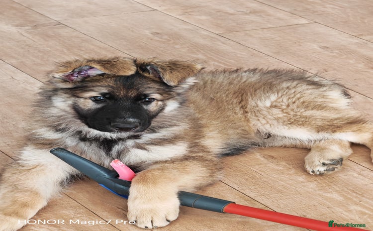 German Shepherd dogs - Advert 2