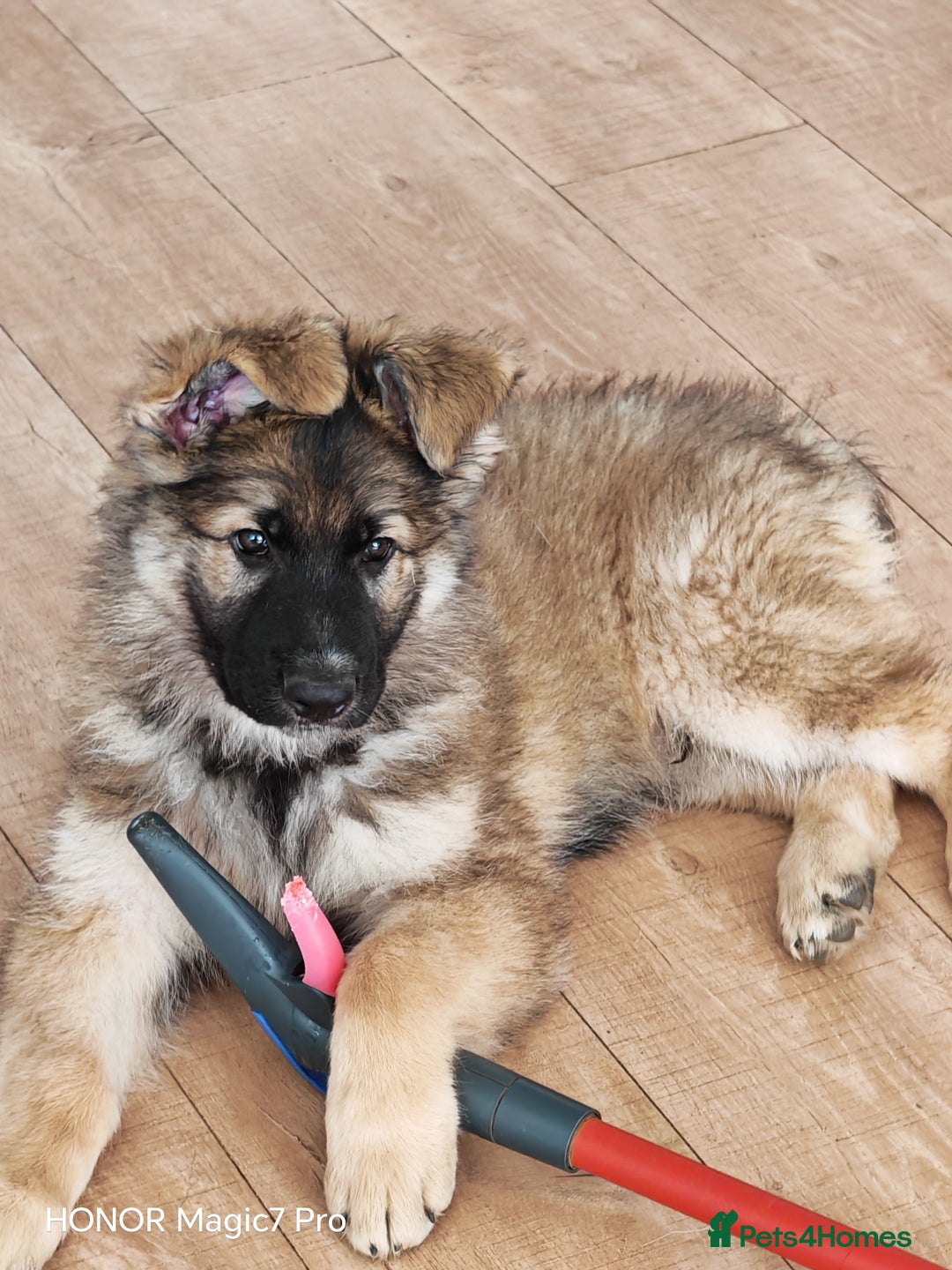 German Shepherd dogs for sale: German Shepherd puppy - Image 1