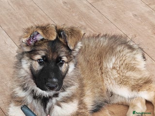 German Shepherd dogs - Advert 2