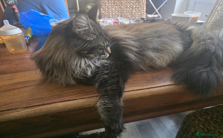 Maine Coon cats - Advert 6