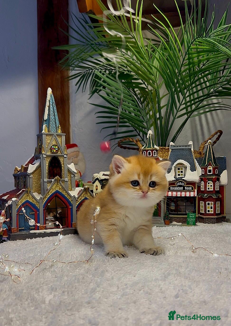 British Shorthair cats CHAMPION GOLDEN BRITISH SHORT HAIR KITTEN MALE - Advert 1