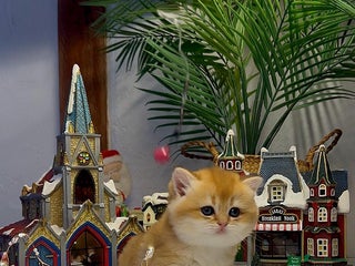 British Shorthair cats CHAMPION GOLDEN BRITISH SHORT HAIR KITTEN MALE - Advert 1