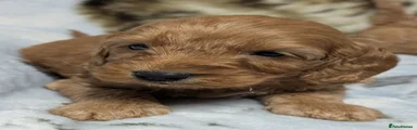 Cockapoo 2