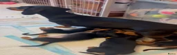 Miniature Dachshund dogs for sale: Adorable Miniature Dachshund Puppies - Advert 2