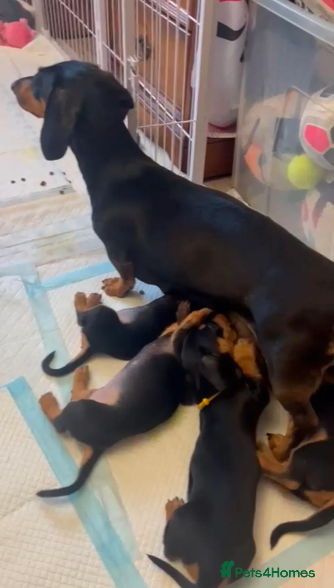 Miniature Dachshund dogs for sale: Adorable Miniature Dachshund Puppies - Advert 2