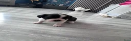 Malshi dogs for sale: 4 beautiful malshi girls for sale - Advert 6