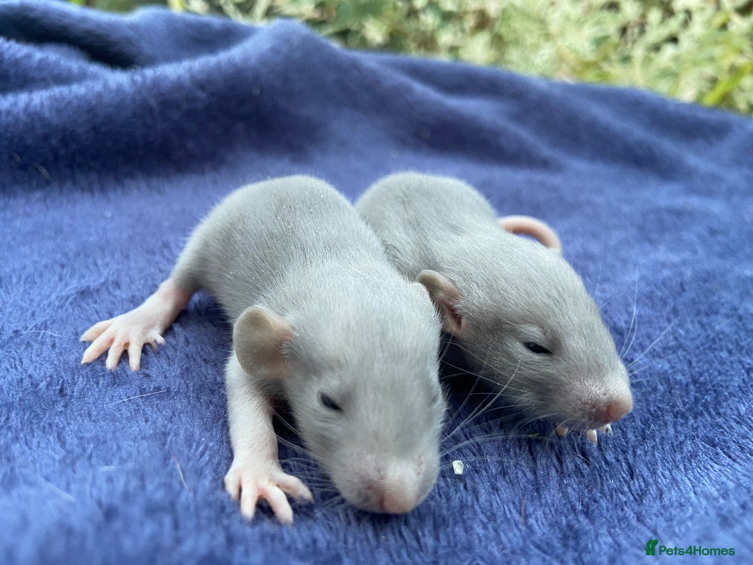 Rat rodents for sale: Baby Rats  - Image 5