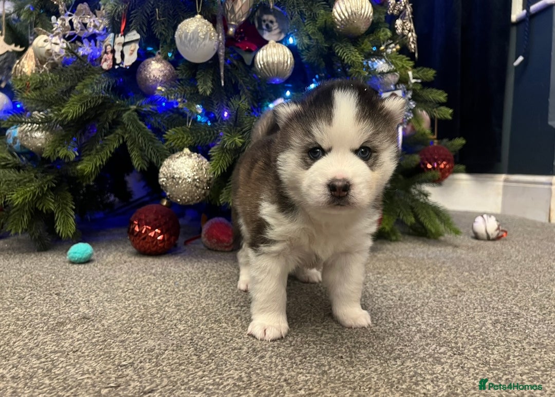 Pomsky dogs for sale: One stunning girl pomsky pup left - ready 24/12 - Advert 7
