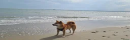 Japanese Shiba Inu dogs for sale: Beautiful Shiba Inu, 4-Year-Old Female  - Advert 5
