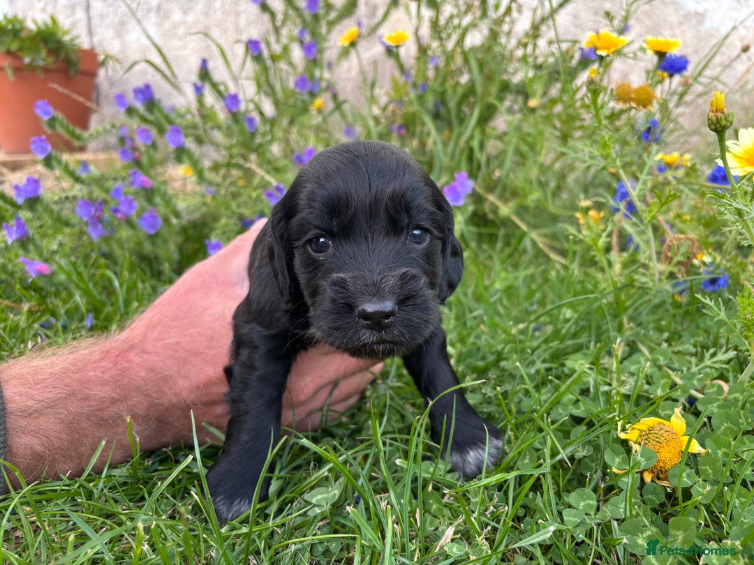 Cocker Spaniel dogs for sale: Working cocker pups.  - Image 5