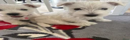West Highland Terrier dogs for sale: KC WestHighland White Pups - READY NOW - Advert 5