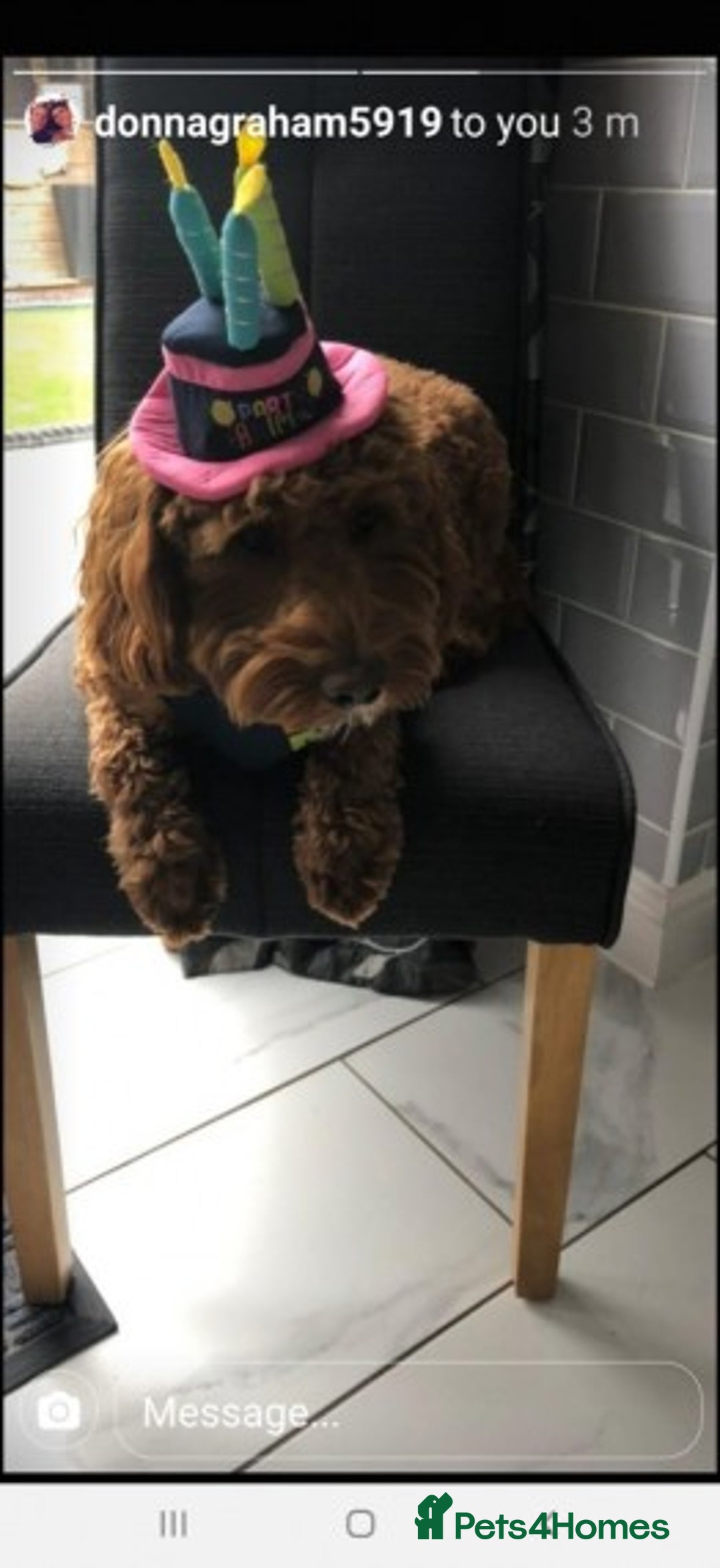 Toy Poodle dogs for stud: Amazing deep dark red. Kc registered dna clear in Porth - Advert 13