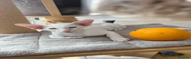 Siamese 4