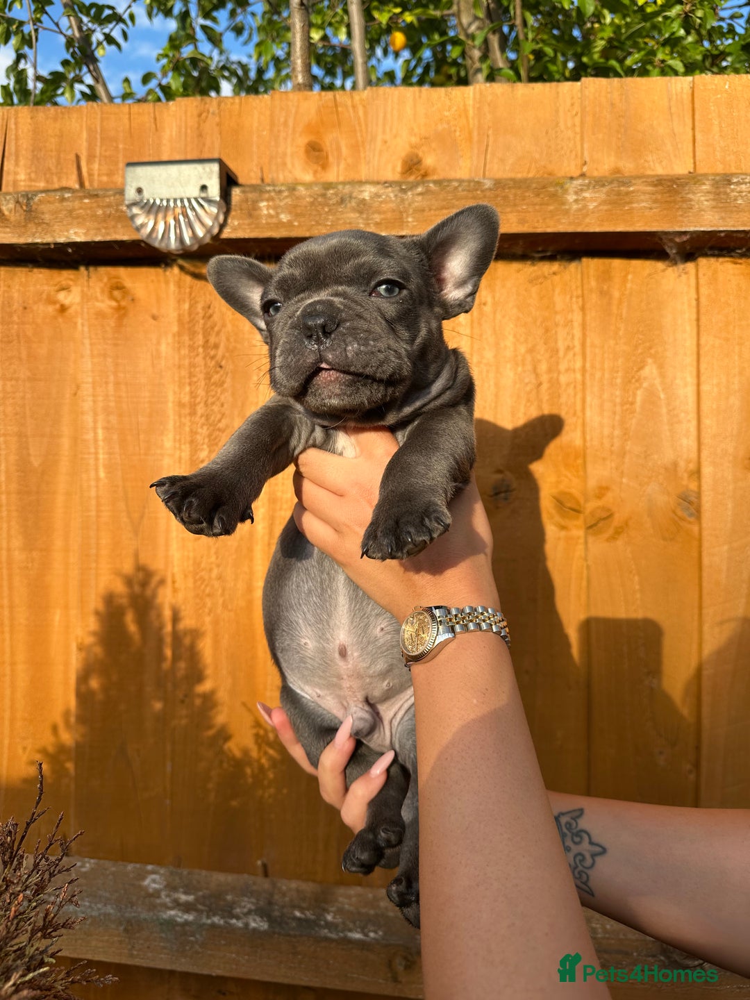 French Bulldog dogs for sale: Frenchies for sale <3 - Image 4