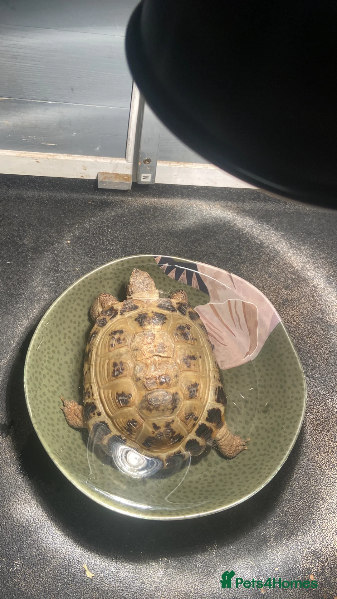 Tortoise reptiles for sale: Handsome male Russian Tortoise(4yearold)  in Salford - Advert 1