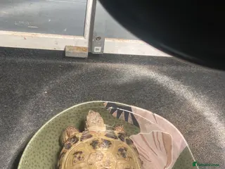 Tortoise reptiles Handsome male Russian Tortoise(4yearold) - Advert 1