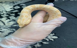 Snake reptiles for sale: Albino Western Hognose male  - Image 2