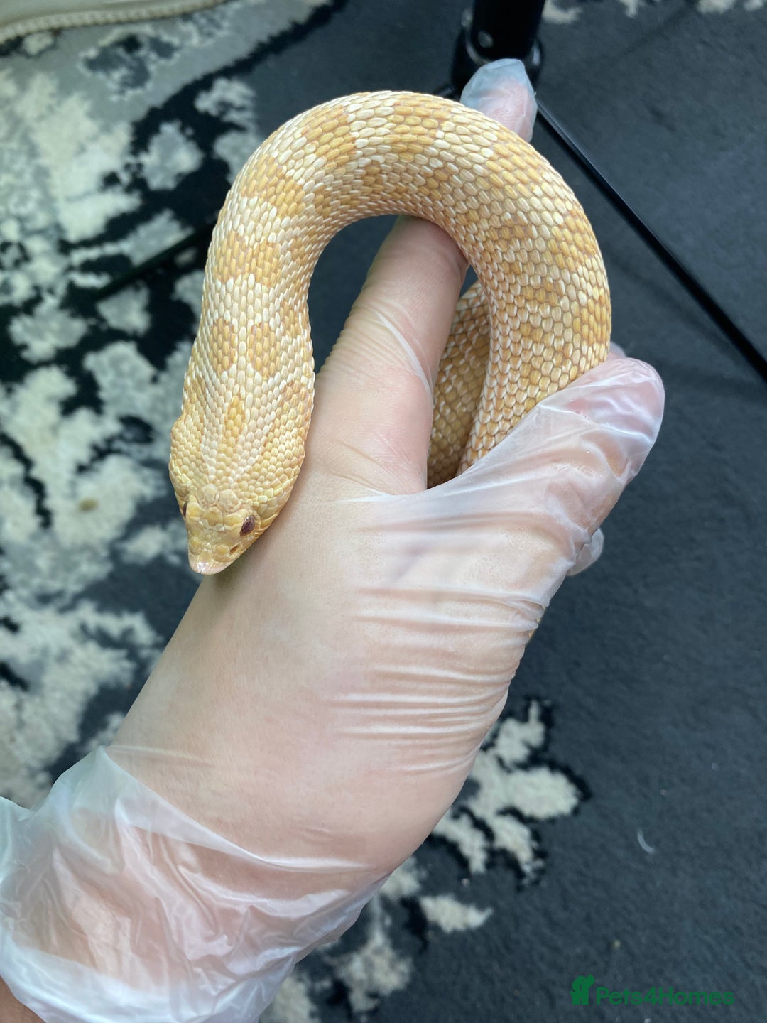 Snake reptiles for sale: Albino Western Hognose male  - Image 2