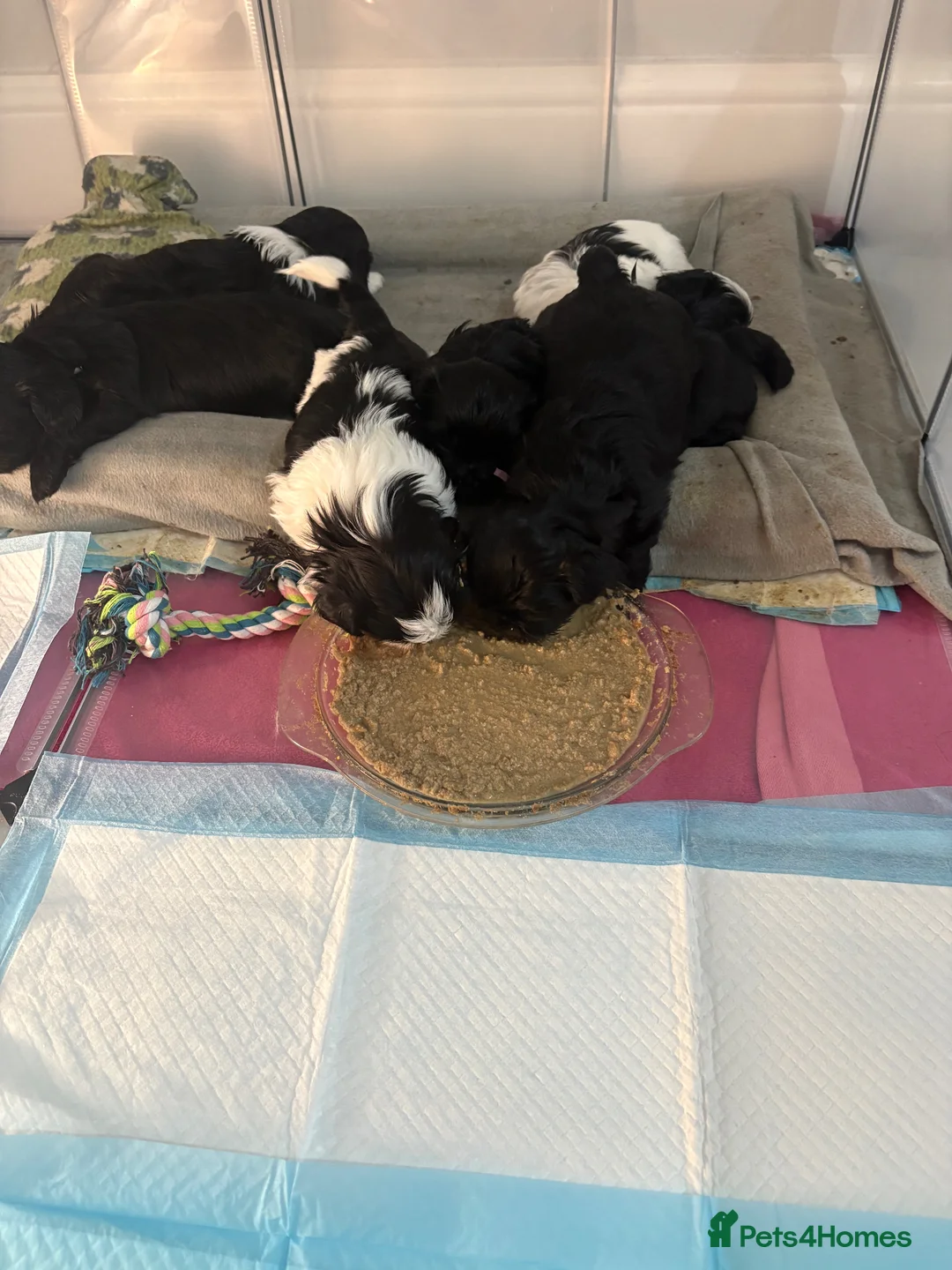 Shih Tzu dogs for sale: Adorable Shih tzu puppy 1 beautiful girl left - Advert 2